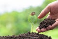 Human hands holding fertile soil and young tree, Planting trees to reduce global warming, environment Earth Day, Forest Royalty Free Stock Photo