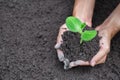 Human hands holding fertile soil and young tree, Planting trees to reduce global warming, environment Earth Day, Forest Royalty Free Stock Photo