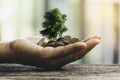 Human hands holding green small plant with coins for business and ecology concept Royalty Free Stock Photo