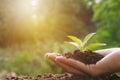 Human hands holding green small plant life concept. Ecology concept.