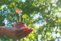 Human hands holding green small plant life concept. Royalty Free Stock Photo