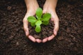 Human hands holding green small plant life concept. Royalty Free Stock Photo