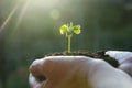 Human hands holding green small plant life concept. Royalty Free Stock Photo