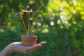 Human hands holding green small plant life concept. Royalty Free Stock Photo