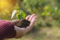 Human hands holding green small plant life concept. Royalty Free Stock Photo