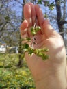 Human hands holding green small plant new life concept. Royalty Free Stock Photo