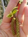 Human hands holding green small plant new life concept. Royalty Free Stock Photo