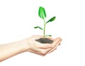 Human hands holding green small plant