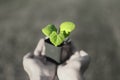 Human hands holding green small plant new life concept. Royalty Free Stock Photo