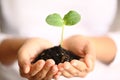 Human hands holding green small plant. new life concept. Royalty Free Stock Photo