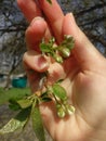 Human hands holding green small plant new life concept. Royalty Free Stock Photo