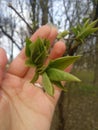 Human hands holding green small plant new life concept. Royalty Free Stock Photo