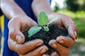 Human hands holding green small plant new life concept.