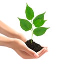 Human hands holding green tree with leaves