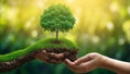 Human hands holding green tree on nature background. Save earth concept. Royalty Free Stock Photo