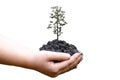 Human hands holding green tree on white background Royalty Free Stock Photo