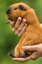 Human hands holding a guinea pig Royalty Free Stock Photo