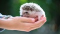 Human hands holding little african hedgehog pet outdoors on summer day. Keeping domestic animals and caring for pets