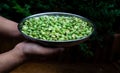 Human hands holding a plate of lima beans Royalty Free Stock Photo