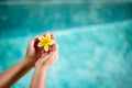 Human hands holding Plumeria flower Royalty Free Stock Photo