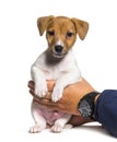Human Hands holding a Puppy Jack russel terrier dog two months old