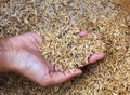 Human hands holding rice husk.