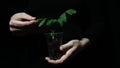 Human hands holding a seedling of a green tomato plant against black background, environmental protection and eco life Royalty Free Stock Photo