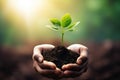 Human hands holding a small green plant growing in the soil over blurred nature background, Human hands holding green sprout Royalty Free Stock Photo