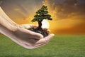 Human hands holding small plant Royalty Free Stock Photo