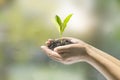 Human hands holding small plant Royalty Free Stock Photo