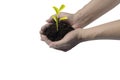 Human hands holding small plant Royalty Free Stock Photo