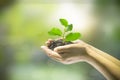 Human hands holding small plant Royalty Free Stock Photo