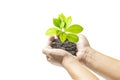 Human hands holding small plant Royalty Free Stock Photo