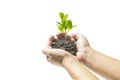 Human hands holding small plant Royalty Free Stock Photo