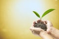 Human hands holding small plant Royalty Free Stock Photo