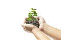 Human hands holding small plant Royalty Free Stock Photo