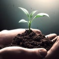 human hands holding a small seedling in soil