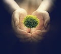 Human hands holding a small tree Royalty Free Stock Photo