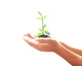 Human hands holding small tree Royalty Free Stock Photo