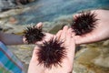 Human hands holding three sea urchins Royalty Free Stock Photo