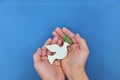 Human hands holding white dove with olive branch in blue background. Symbol of hope and peace. Royalty Free Stock Photo