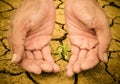 Human hands holding young green plant in the soil Royalty Free Stock Photo