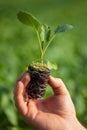 Human hands holding young plant with soil over blurred nature background. Ecology World Environment Day CSR Seedling Go Royalty Free Stock Photo