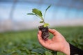 Human hands holding young plant with soil over blurred nature background. Ecology World Environment Day CSR Seedling Go Royalty Free Stock Photo