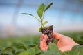 Human hands holding young plant with soil over blurred nature background. Ecology World Environment Day CSR Seedling Go Royalty Free Stock Photo