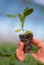 Human hands holding young plant with soil over blurred nature background. Ecology World Environment Day CSR Seedling Go Royalty Free Stock Photo