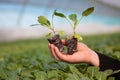 Human hands holding young plant with soil over blurred nature background. Ecology World Environment Day CSR Seedling Go Royalty Free Stock Photo