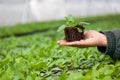 Human hands holding young plant with soil over blurred nature background. Ecology World Environment Day CSR Seedling Go Royalty Free Stock Photo