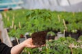 Human hands holding young plant with soil over blurred nature background. Ecology World Environment Day CSR Seedling Go Royalty Free Stock Photo