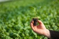 Human hands holding young plant with soil over blurred nature background. Ecology World Environment Day CSR Seedling Go Royalty Free Stock Photo